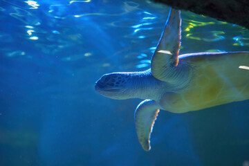 Sea turtle seen at the Aquarium