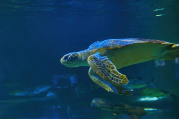 Fototapeta premium Sea turtle seen at the Aquarium