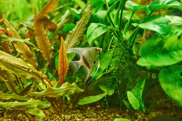 Ornamental fish Scalaria or angelfish Pterophyllum scalare