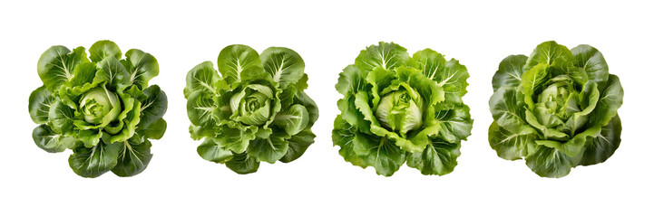 Set of Top view of Trocadero lettuce, isolated over on transparent white background. - obrazy, fototapety, plakaty