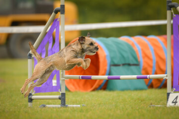 Dog is jumping over the hurdles. Amazing day on czech agility privat training