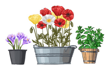 Garden flowers in a pot. Vector color sketch of summer and spring flowers on a white background. Poppy	