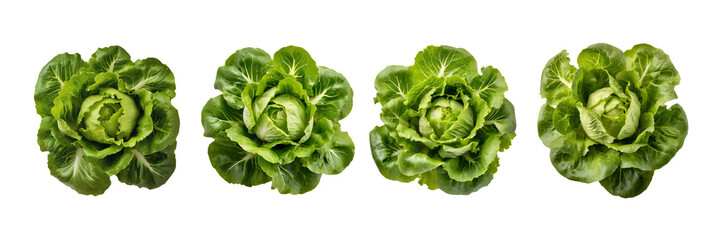Set of Top view of Trocadero lettuce, isolated over on transparent white background.