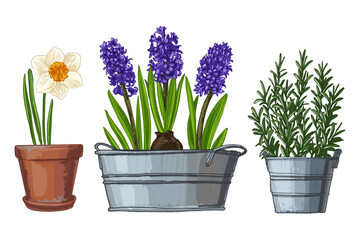 Garden flowers in a pot. Vector color sketch of summer and spring flowers on a white background. Poppy	