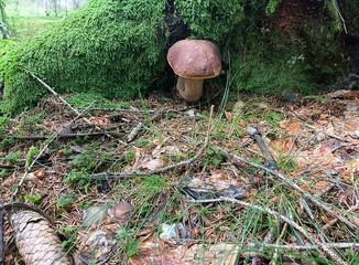 Mushroom Boletus edulis in the forest