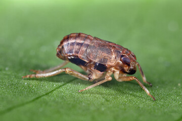 Palm planthopper or datebug (Asarcopus palmarum). An insect that feeds on various species of palm trees. A palm pest.