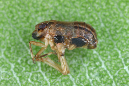 Palm planthopper or datebug (Asarcopus palmarum). An insect that feeds on various species of palm trees. A palm pest.