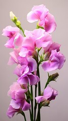 Obraz premium A vase filled with pink flowers on top of a table. Pink colored sweet pea flowers, spring flower
