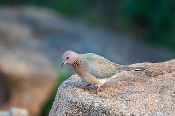 Obraz premium The laughing dove (Spilopelia senegalensis)