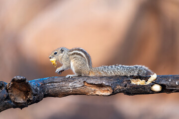 The Indian palm squirrel or three-striped palm squirrel (Funambulus palmarum)