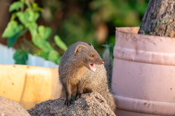 The Indian grey mongoose or Asian grey mongoose (Urva edwardsii)