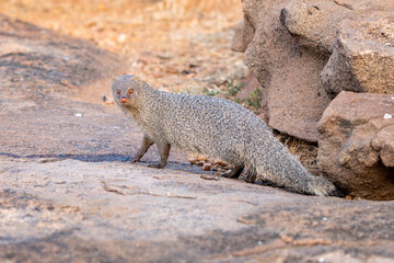The Indian grey mongoose or Asian grey mongoose (Urva edwardsii)