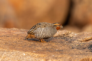 The jungle bush quail (Perdicula asiatica)
