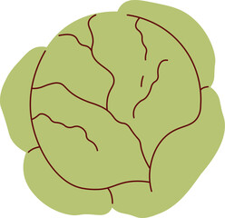 Cabbage Ripe Vegetable