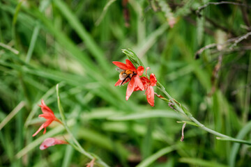 bee in the flower looking for pollen