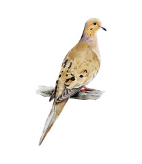 Hand-drawn watercolor mourning dove bird on branch illustration isolated. Rain dove. Turtle dove. Birds collection. Zenaida macroura