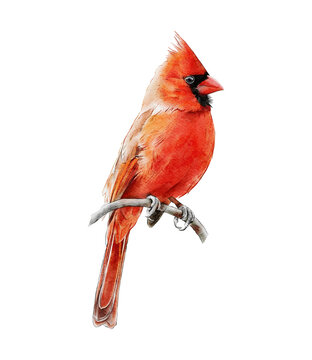 Hand-drawn watercolor red northern cardinal bird on branch illustration isolated. Redbird. Common cardinal. Birds collection. Cardinalis cardinalis