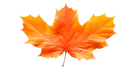 Naklejka na ściany i meble Autumn Leaf Image, Transparent Fall Foliage, PNG Format, No Background, Isolated Seasonal Element, Nature's Colorful Change