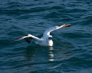 Fou de Bassan en Bretagne - France