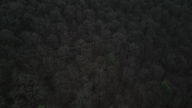 Mystischer Kr&auml;herwald mitten in Stuttgart.