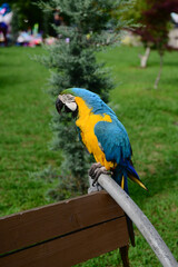 Macaw parrot bird in the park, Batumi