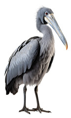 Shoebill  isolated on the transparent background PNG.
