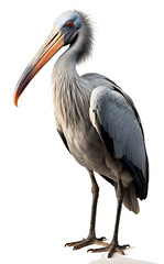 Obraz premium Shoebill isolated on the transparent background PNG.