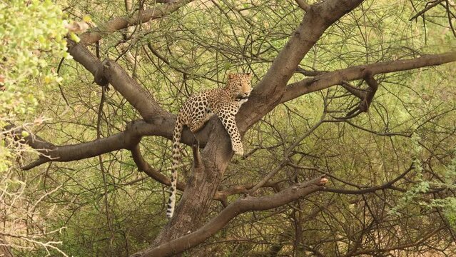 wild indian male leopard or panther or panthera pardus hanging on tree eyeing on safari vehicles in natural winter green background at jhalana forest leopard reserve jaipur rajasthan india asia