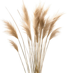 Pampas grass isolated on the transparent background PNG. 