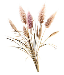Pampas grass isolated on the transparent background PNG. 