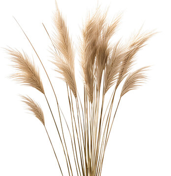 Pampas grass isolated on the transparent background PNG. 