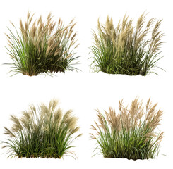 Chinese miscanthus grass isolated on the transparent background PNG. 