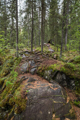 View of the coniferous forest in Karelia