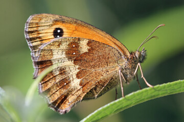 Gatekeeper butterfly basking in the sun on a leaf in close up