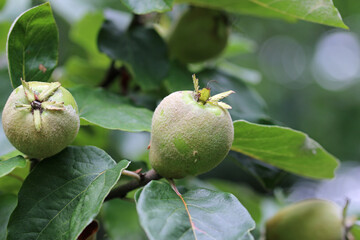 Green quince fruits on a tree in close up
