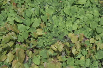 Green and red Epimedium versicolor sulphureum, barrenwort.