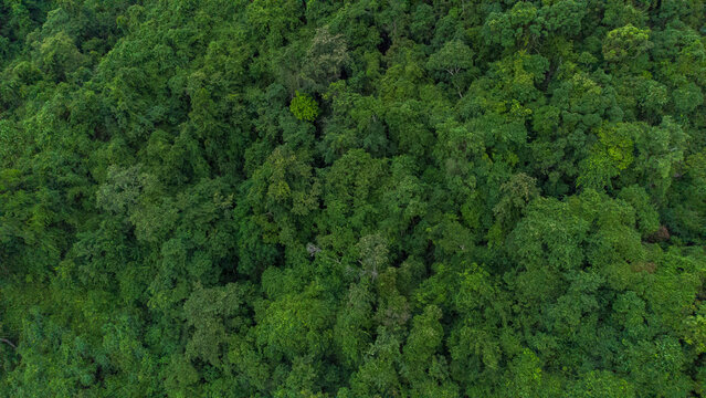 Aerial view of beautiful tropical forest in Aceh Province, Indonesia © Azmil