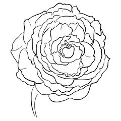 Detailed sketch of a rose, contour rose 