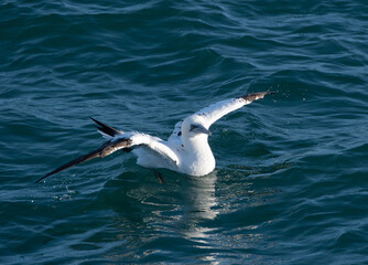 Fou de Bassan en Bretagne - France