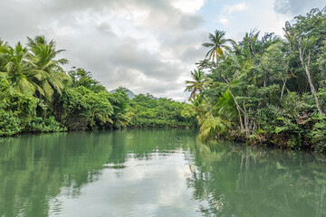 Obraz premium Amazing Indian river in Dominica near Roseau and Portsmouth, mangrove trees everywhere