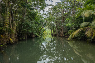 Amazing Indian river in Dominica near Roseau and Portsmouth, mangrove trees everywhere