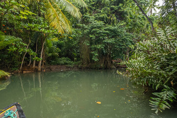 Amazing Indian river in Dominica near Roseau and Portsmouth, mangrove trees everywhere