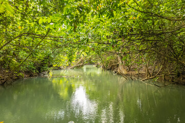 Amazing Indian river in Dominica near Roseau and Portsmouth, mangrove trees everywhere