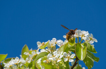 wasp in apple blossom on blue sky background