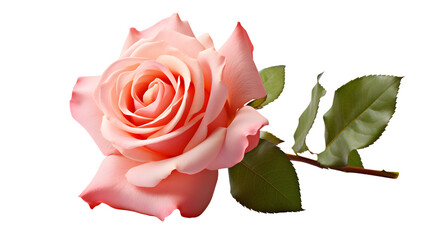 Rose Image, Transparent Floral Bloom, PNG Format, No Background, Isolated Romantic Flower, Botanical Illustration