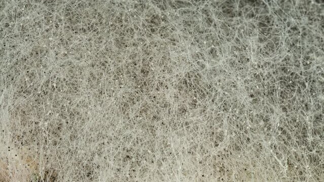 Mold Background. Macro Shot of Mold. Mold Spores on Bread. Rhizopus Colony. Sporangium and Sporangiophores Clearly Visible. Toxic Spores in Food