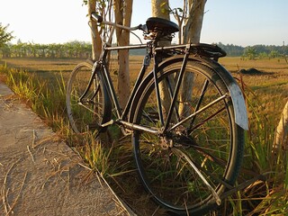 an old bicycle on a rice field leaning against a tree.
ricefield