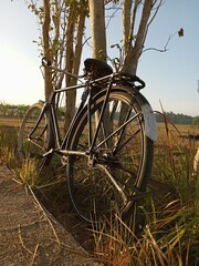 an old bicycle on a rice field leaning against a tree.
ricefield