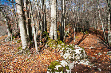 Beech trees on the southern Apennines in winter, Italy.