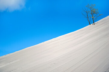 A snow-covered very smooth mountain slope with two leafless trees.
